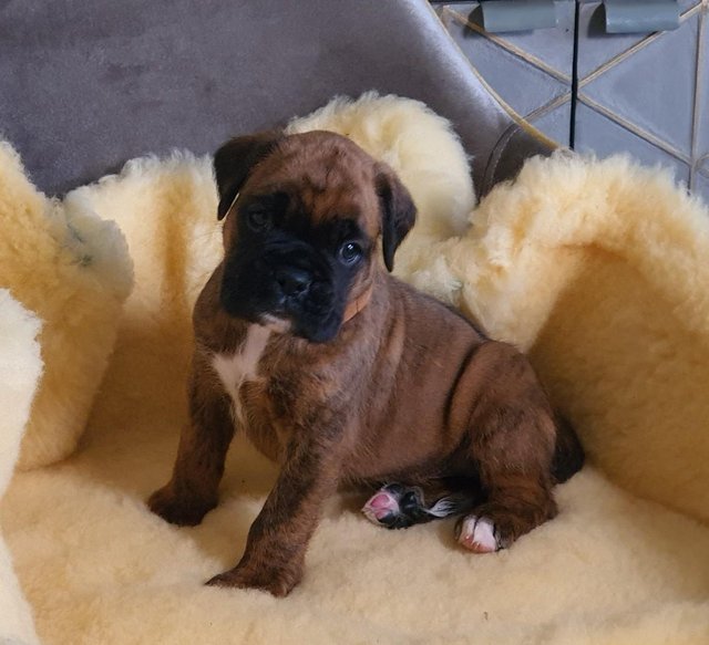 Brindle Red Boxer Puppies Available Image eClassifieds4u