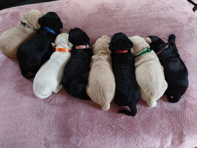 Goldendoodle puppies READY TO LEAVE NOW Image eClassifieds4u