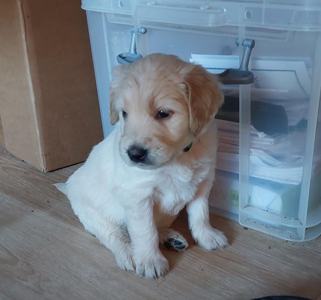 Goldendoodle puppies READY TO LEAVE NOW Image eClassifieds4u