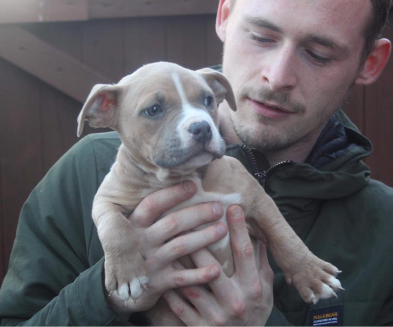 Gorgeous Pitbull terrier puppies Image eClassifieds4u