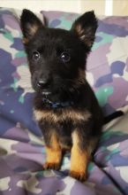 German Shepherd pupps Ready Image eClassifieds4u 1