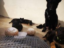 German Shepherd pupps Ready Image eClassifieds4u 2