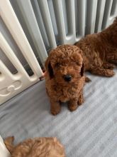 Beautiful Cavapoo puppies Ready Image eClassifieds4u 2