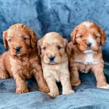 er Spaniels for rehoming (sandraawah85@gmail.com) Image eClassifieds4U