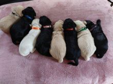 Goldendoodle puppies READY TO LEAVE NOW Image eClassifieds4u 1