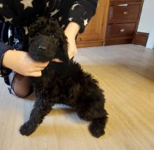 Goldendoodle puppies READY TO LEAVE NOW Image eClassifieds4u 3