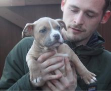 Gorgeous Pitbull terrier puppies Image eClassifieds4u 2