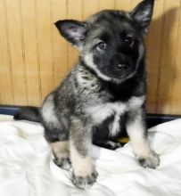 Joyful Norwegian Elkhound Puppies Image eClassifieds4u 1