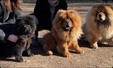 Lovely Chow Chow puppies for rehoming (liamsteve8523@gmail.com) Image eClassifieds4u 1