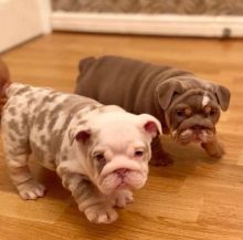 male and female english bulldog puppies for sale contact us at oj557391@gmail.com Image eClassifieds4U