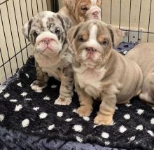 male and female English bulldog puppies for sale contact us at oj557391@gmail.com Image eClassifieds4U