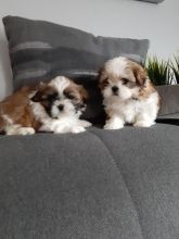 READY TO LEAVE imperial shih tzu puppies Image eClassifieds4u 2