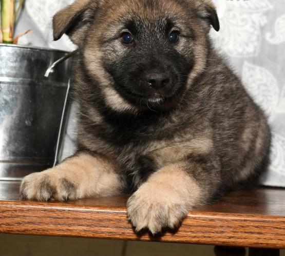 Norwegian Elkhound puppies! Image eClassifieds4u