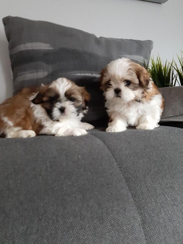 READY TO LEAVE imperial shih tzu puppies Image eClassifieds4u