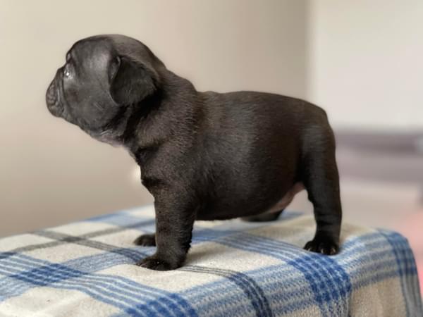 Home Trained male and female french bulldog puppies for adoption Image eClassifieds4u