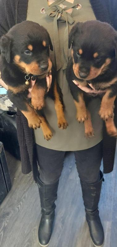 ROTTWEILER PUPPIES TRUE TYPE Image eClassifieds4u