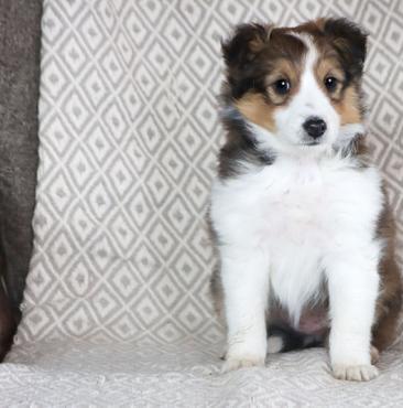 Sheltie puppies male and female available for new homes Image eClassifieds4u
