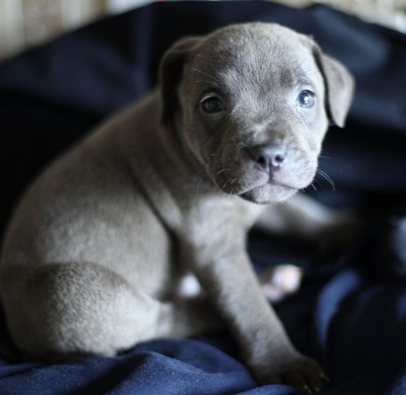 Top Quality Staffordshire bull Terrier puppies Image eClassifieds4u