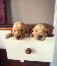Cute Lovely golden retriever Puppies male and female for adoption