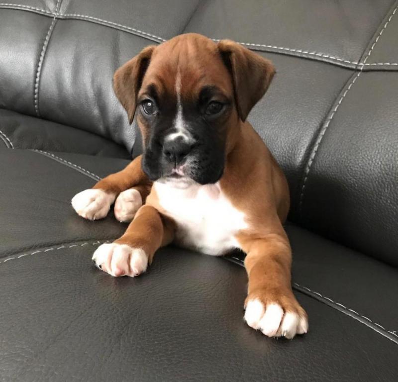 Cute Lovely Boxer Puppies male and female for adoption Image eClassifieds4u