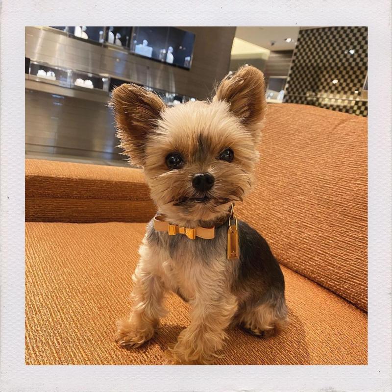 Cute Lovely Yorkie Puppies male and female for adoption Image eClassifieds4u