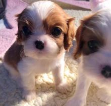 cavalier King charles ready for adoption email ( catherinetrang68@gmail.com)