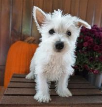 🟥🍁🟥 C.K.C MALE AND FEMALE WEST HIGHLAND TERRIER PUPPIES AVAILABLE