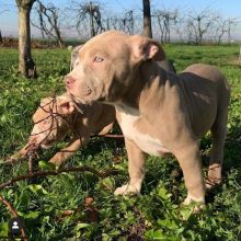 Lovely Blue Nose Pit bull Puppies male and female for adoption