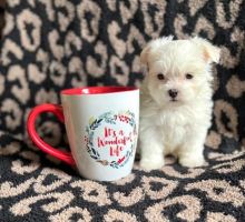 Adorable Maltese puppies looking for their companion
