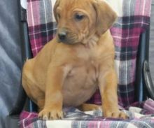 CKC registered Rhodesian Ridgeback puppies are family raised