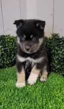 perfect house trained/crate trained as well. pomsky pups