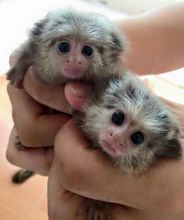 Cute, Healthy Marmoset Monkeys