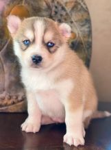 Cute Pomsky puppies