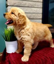Golden Retriever puppies available now