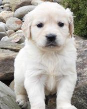 Gorgeous Male and Female Golden Retriever