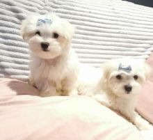 Gorgeous white Maltese Puppies