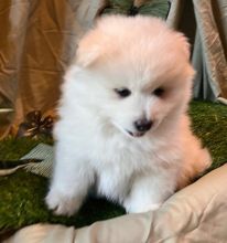 Healthy Pomsky Puppies Available