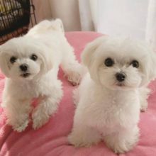 Home Raised Maltese Puppies