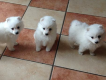Japanese Spitz puppies!