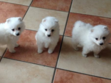 Japanese spitz puppies.