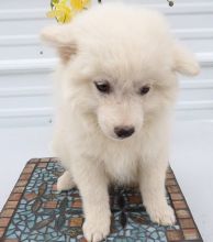 Japanese Spitz Purebred puppies