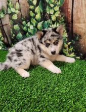 magnificent POMSKY PUPPIES