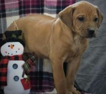 male & female Rhodesian Ridgeback puppies now ready