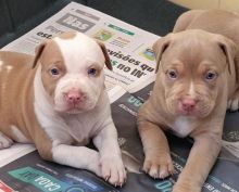 outstanding pit bull puppies for Adoption (scotj297@gmail.com)