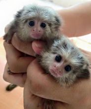 Playful Marmoset Monkeys