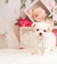 Playing and loving young babies Maltese puppies