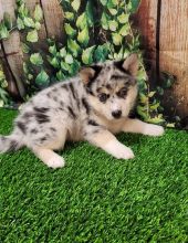 Pomsky puppies