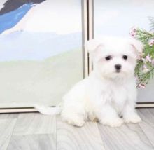 Pure breed Maltese puppies