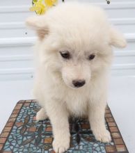 Quality home raised Pure breed Japanese Spitz puppies
