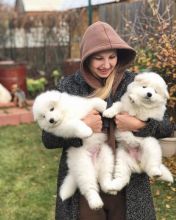 Samoyed puppies for adoption (jamesmillek11@gmail.com)